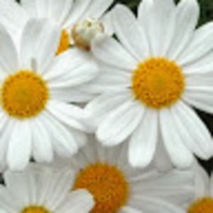 Meet your Posher, Toni